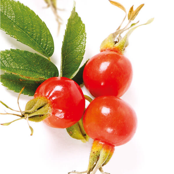  Brzoskwinia Prunus persica "Reliance"